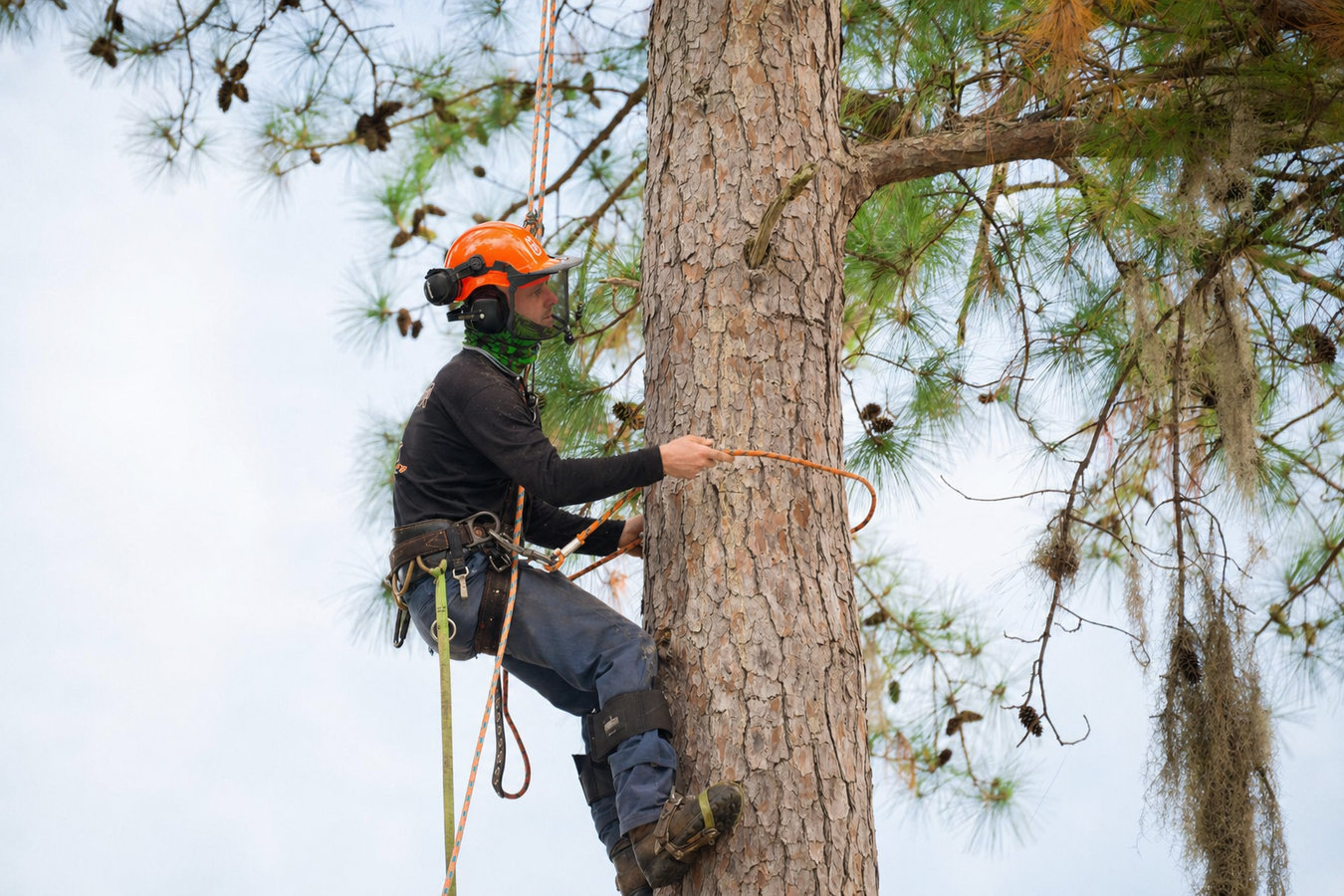 Commercial tree service in Daly City, CA