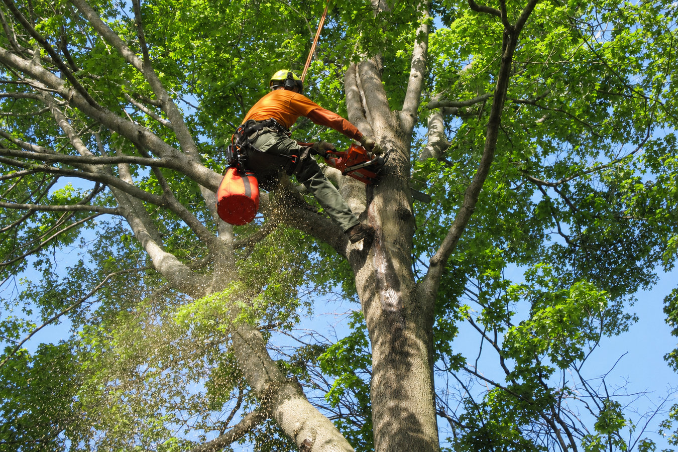 Tree removal in Daly City, CA