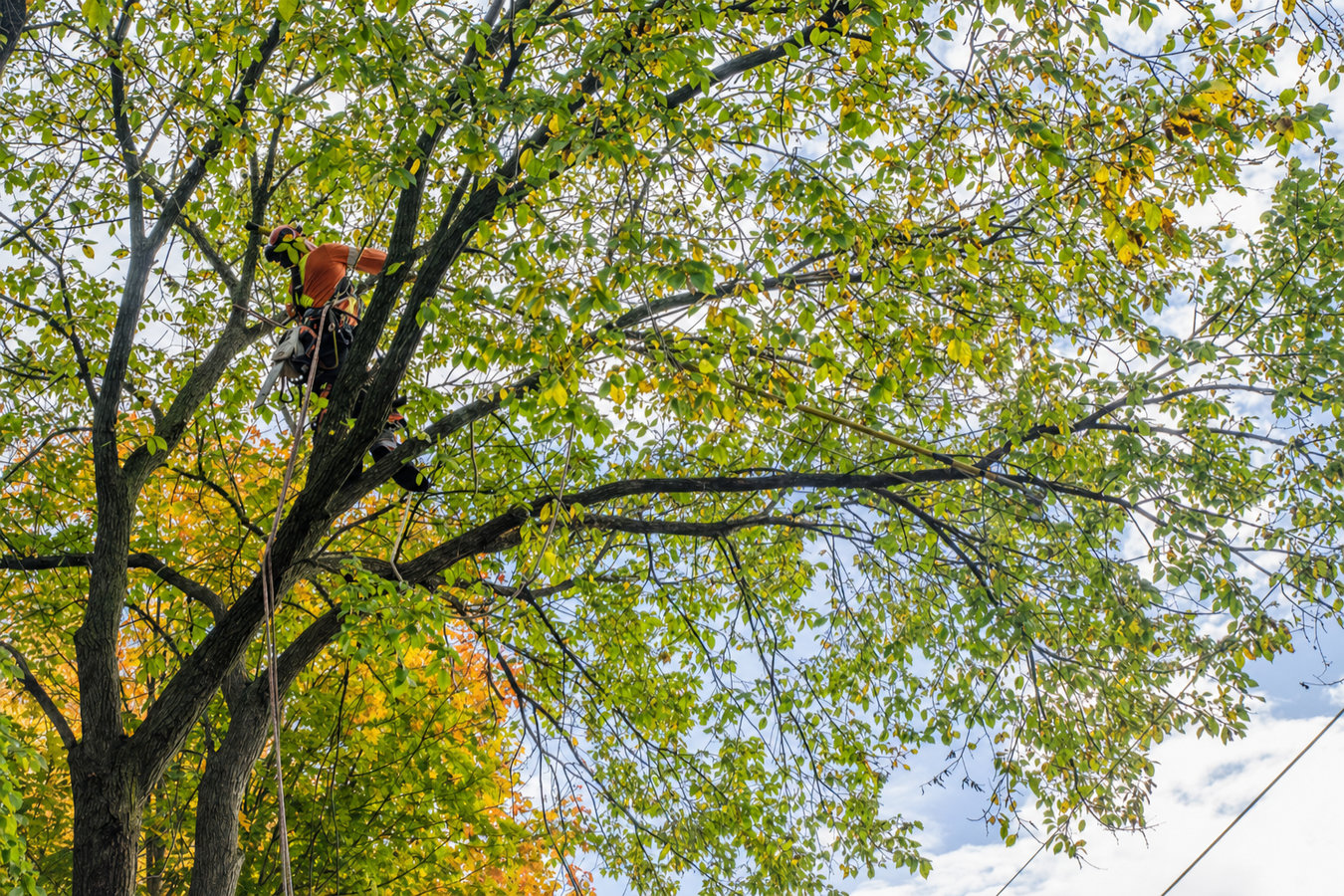 Tree trimming in Daly City, CA